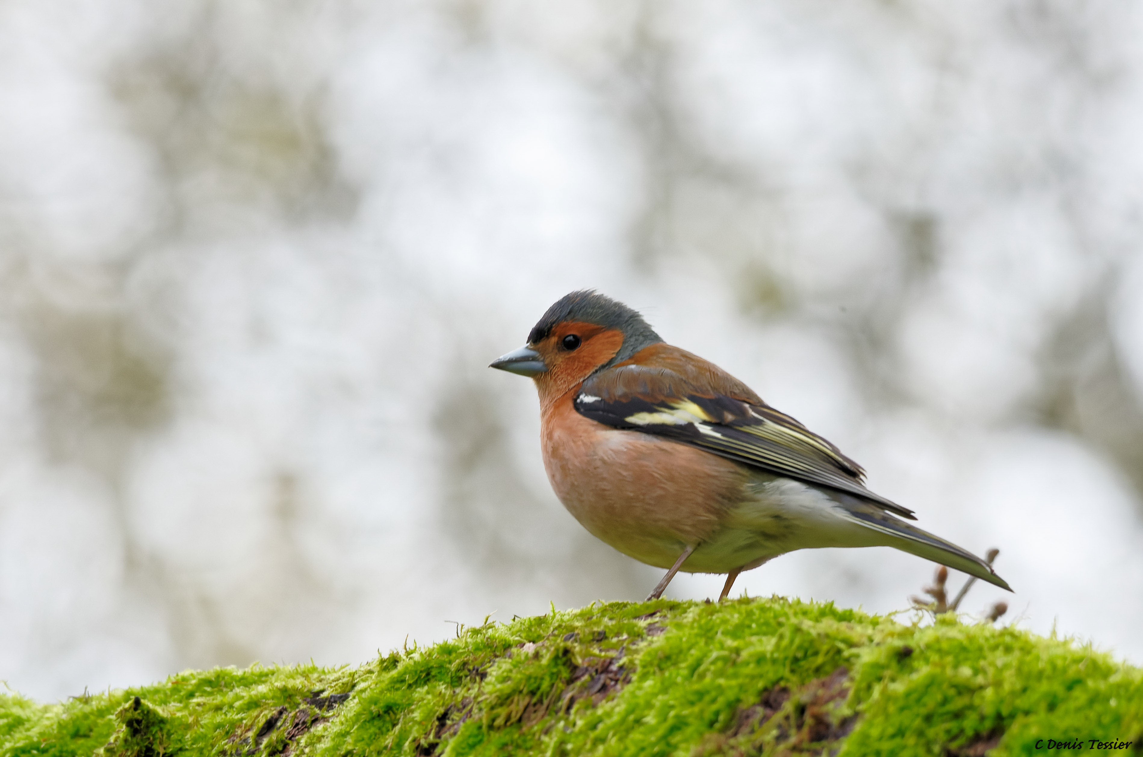 un pinson des arbres, un oiseau parmi la biodiversité de la ferme